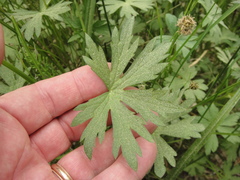 Geranium californicum