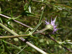 Cirsium virginianum