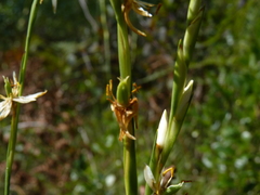 Pleea tenuifolia