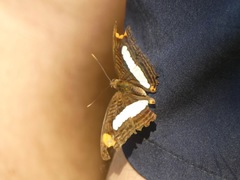 Adelpha