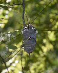 Dolichovespula maculata