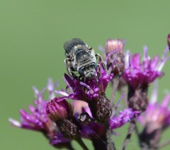 Melissodes denticulatus