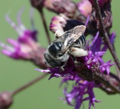 Melissodes denticulatus
