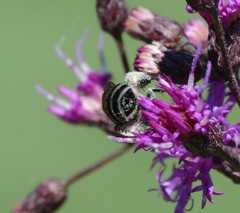 Melissodes denticulatus
