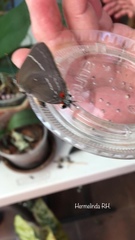 Parrhasius moctezuma