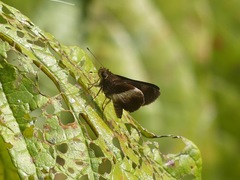 Hesperiinae
