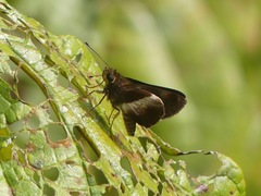Hesperiinae