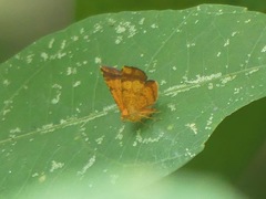 Lepidoptera