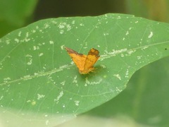 Lepidoptera