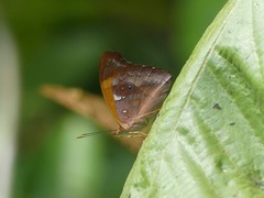 Nymphalidae