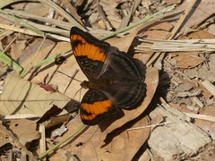 Adelpha mesentina