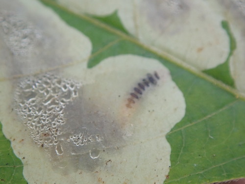 Poison Ivy Leaf-miner Moth
