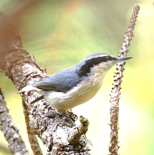 Yunnan Nuthatch (Sitta yunnanensis), photo 8