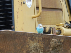 Melopsittacus undulatus domesticus