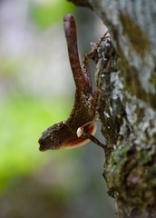Anolis allogus