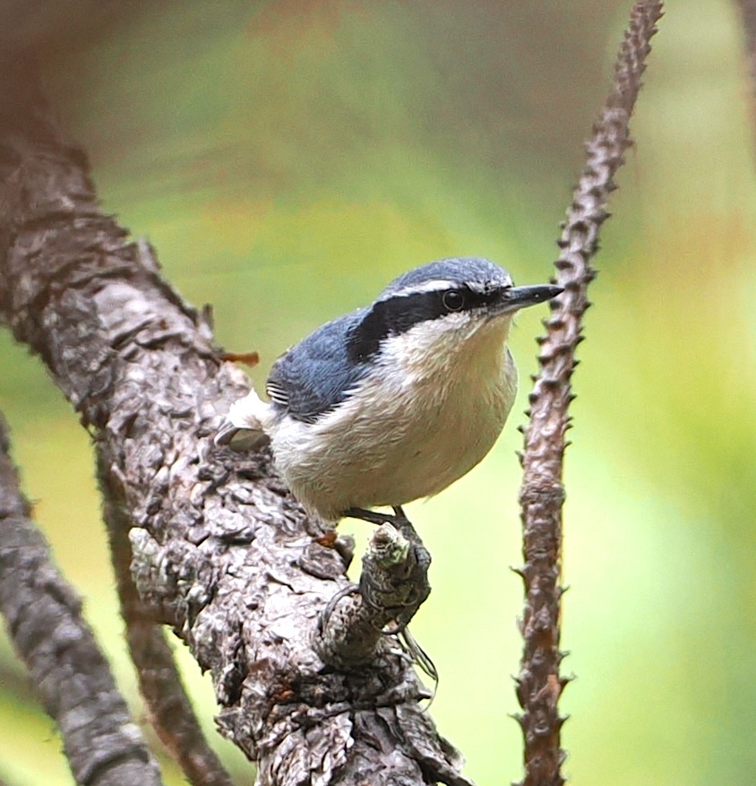 Yunnan Nuthatch