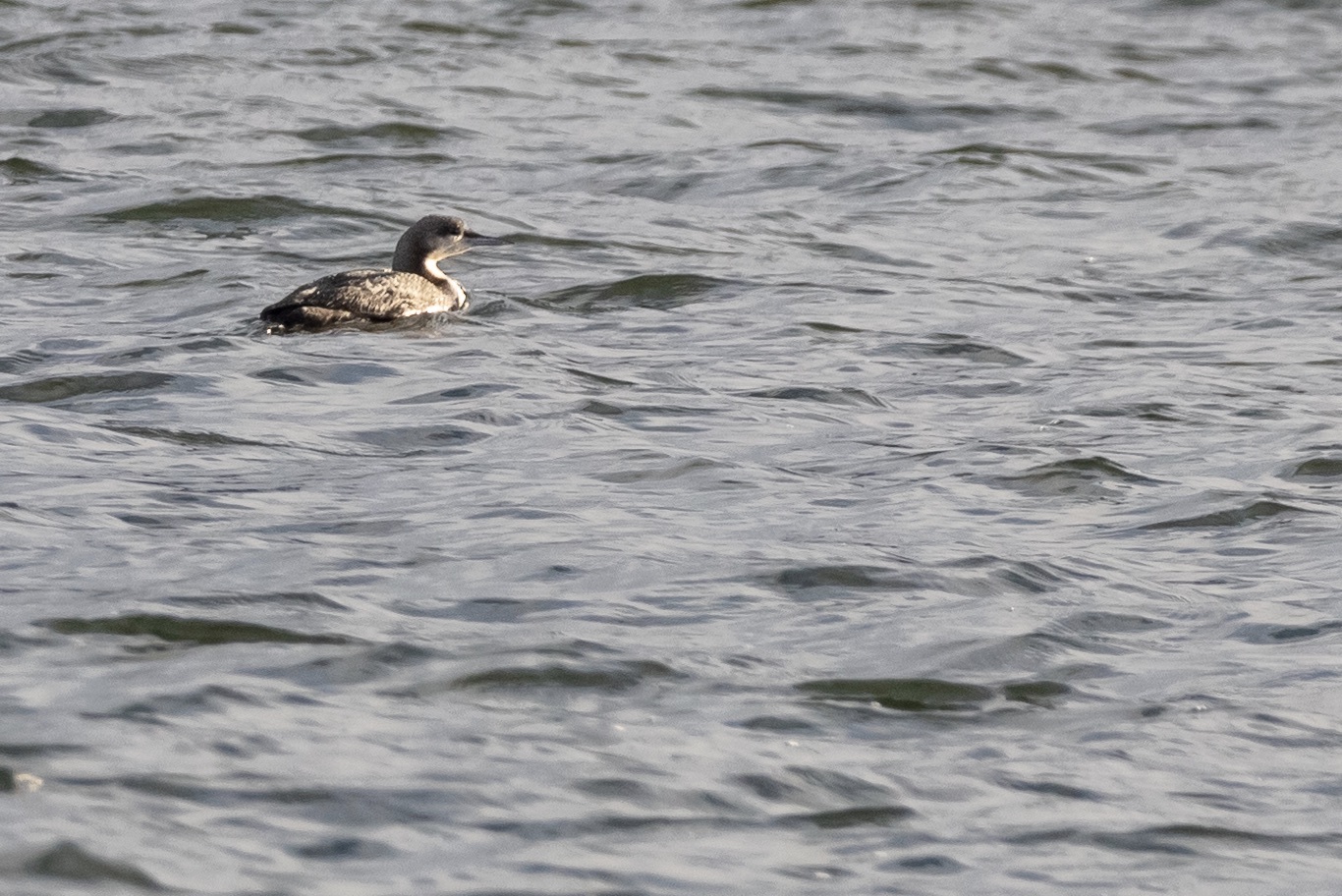 Pacific Loon