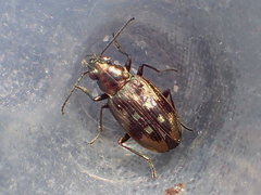 Bembidion levettei