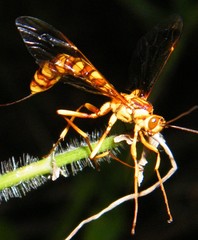 Megarhyssa greenei