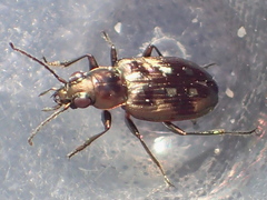 Bembidion levettei