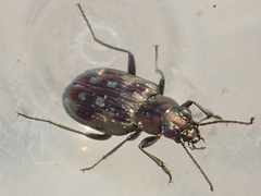 Bembidion levettei