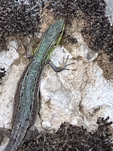 Ionian Wall Lizard, Tomorri Mountain National Park, Skrapar District, Berat County, AL, photo 8 of 10