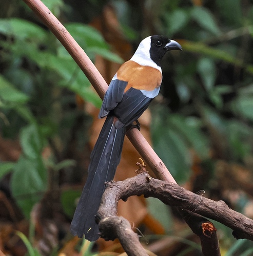 Collared Treepie (Dendrocitta frontalis), photo 2