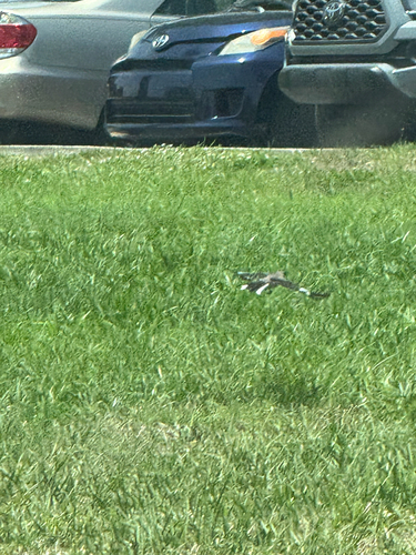 Northern Mockingbird