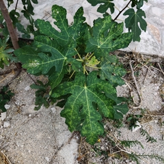 Ficus carica
