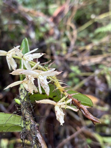 Epidendrum pichinchae Schltr.