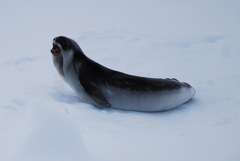 Ross Seal photo 3