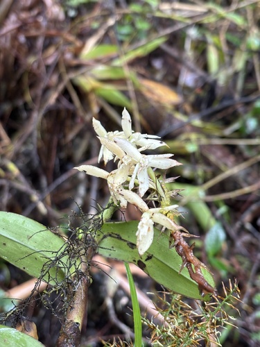Epidendrum pichinchae Schltr. 2