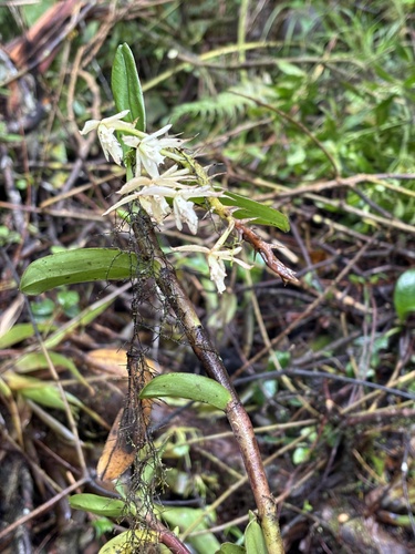 Epidendrum pichinchae Schltr. 3