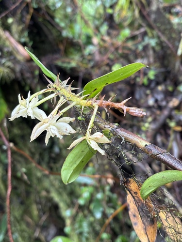 Epidendrum pichinchae Schltr. 4