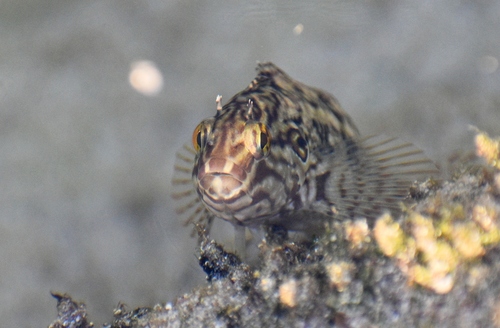 Super klipfish (Clinus superciliosus) — Clinidae — 4