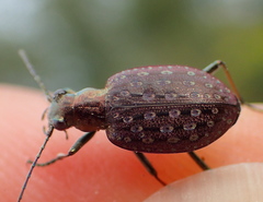 Opisthius richardsoni