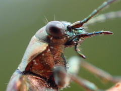 Opisthius richardsoni