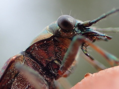 Opisthius richardsoni