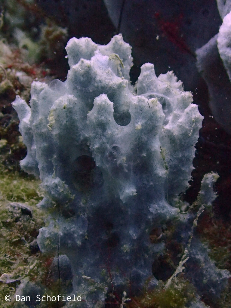 Dysidea frondosa