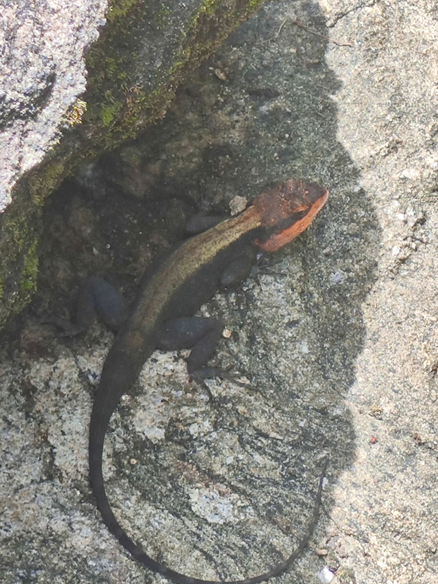 Peninsular Rock Agama
