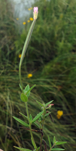Downy willowherb (Epilobium densum)