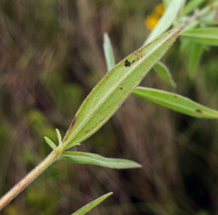 Epilobium strictum
