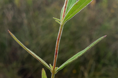 Epilobium strictum