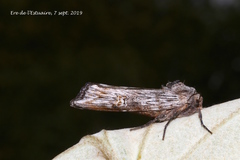 Lithomoia germana
