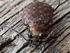 Opisthius richardsoni