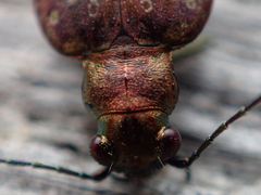 Opisthius richardsoni