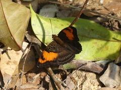 Adelpha mesentina