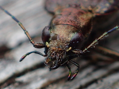 Opisthius richardsoni