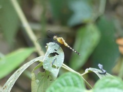 Libellulidae