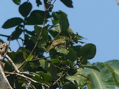 Zimmerius gracilipes